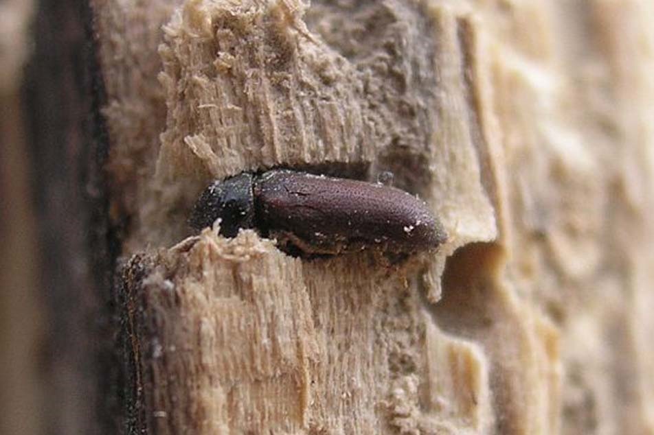 Common Furniture Woodworm beetle in timber - PCA