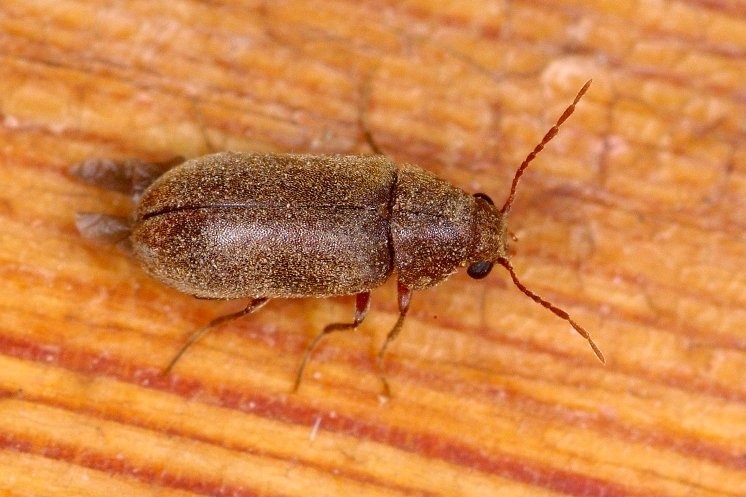 Bark Borer Beetle  - Mistaken Woodworm Beetle - PCA