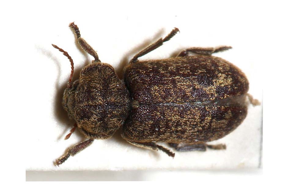 Deathwatch Beetle - Woodworm Beetles - PCA