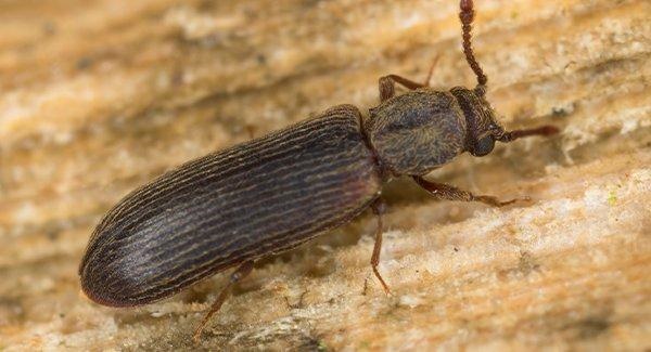 Powderpost beetle  - Mistaken Woodworm Beetle - PCA