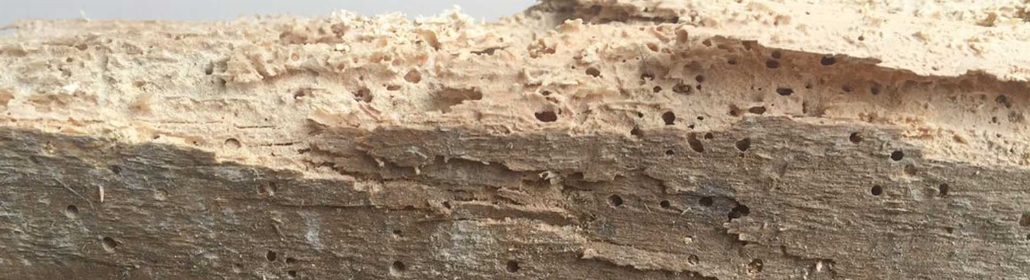 Signs of Woodworm - Property Care Association