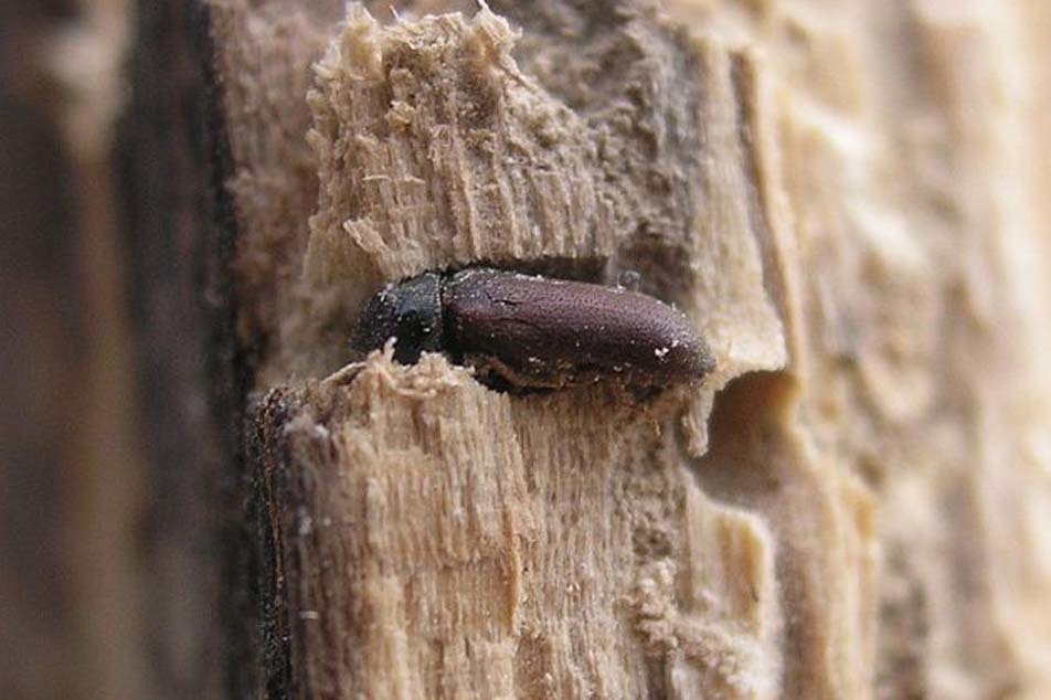 Woodworm - Dealing with the Issue - PCA