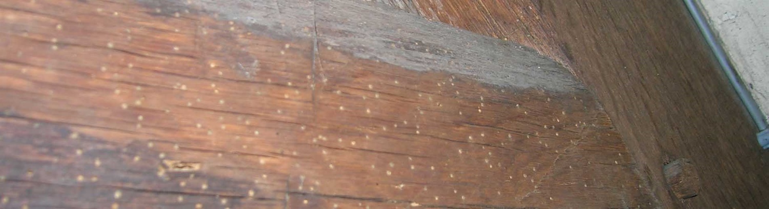 Woodworm - Information & Guidance - Property Care Association