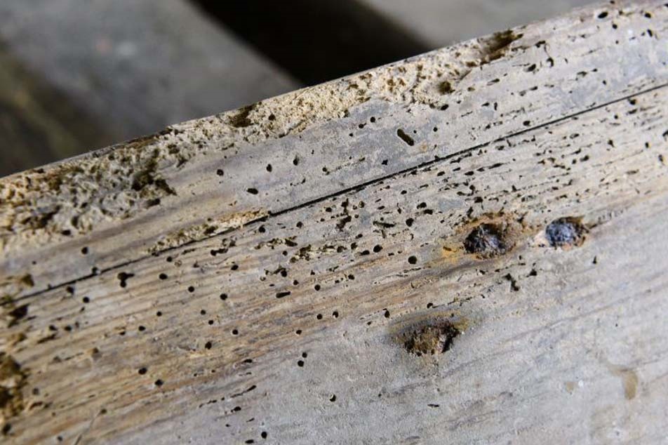 Woodworm damage - PCA
