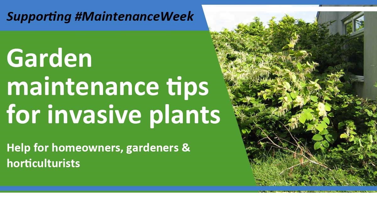 Homeowner garden maintenance tips for invasive plants