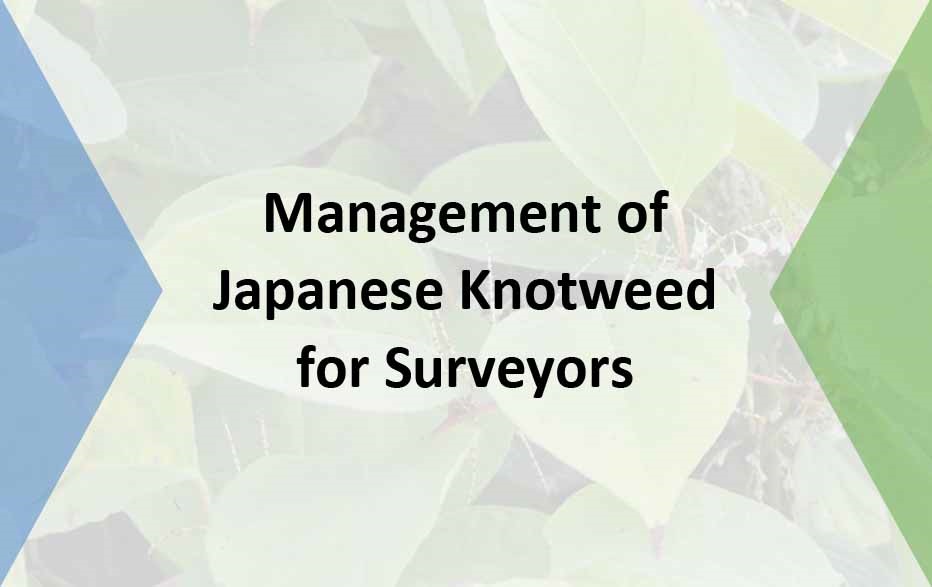 Management of Japanese Knotweed for Surveyors