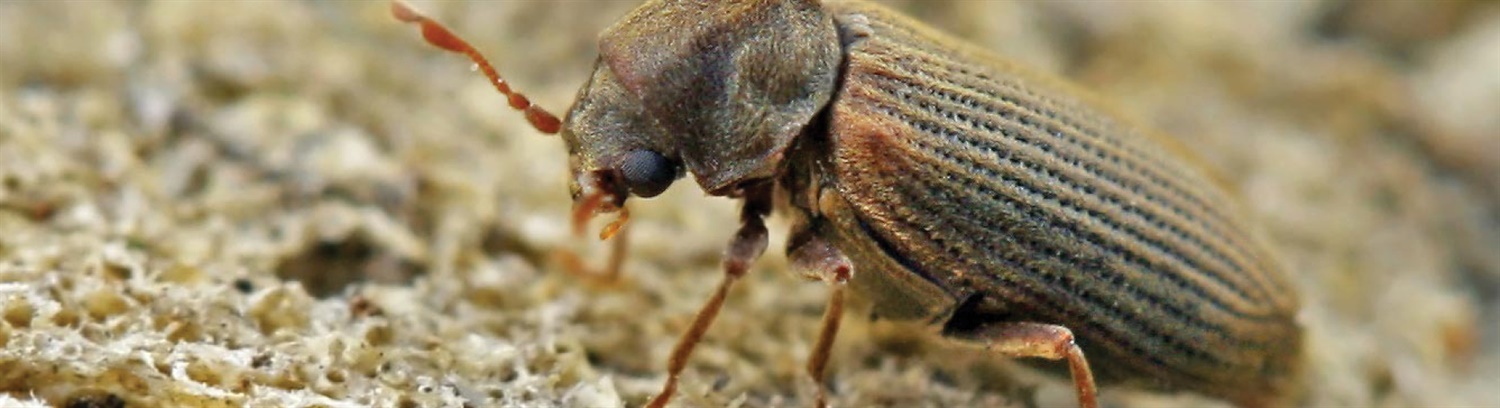 Woodworm Beetles - Property Care Association