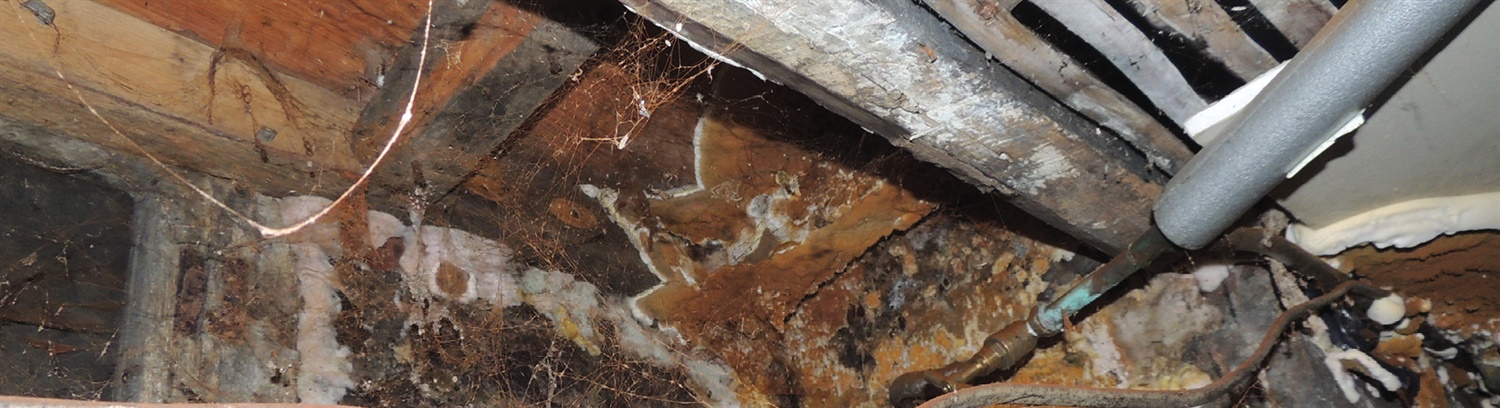Dry Rot Information & Guidance for Homeowners - Property Care Association 
