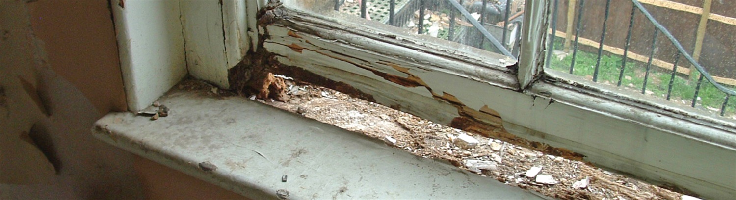 What does wet rot look like - Property Care Association