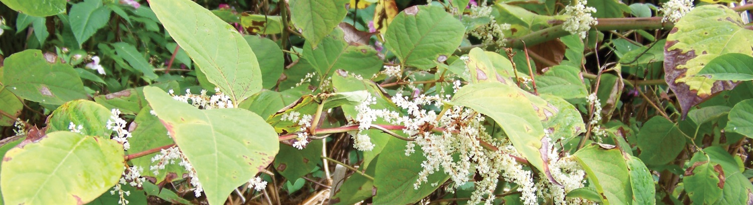Japanese knotweed identification Banner - Property Care Association