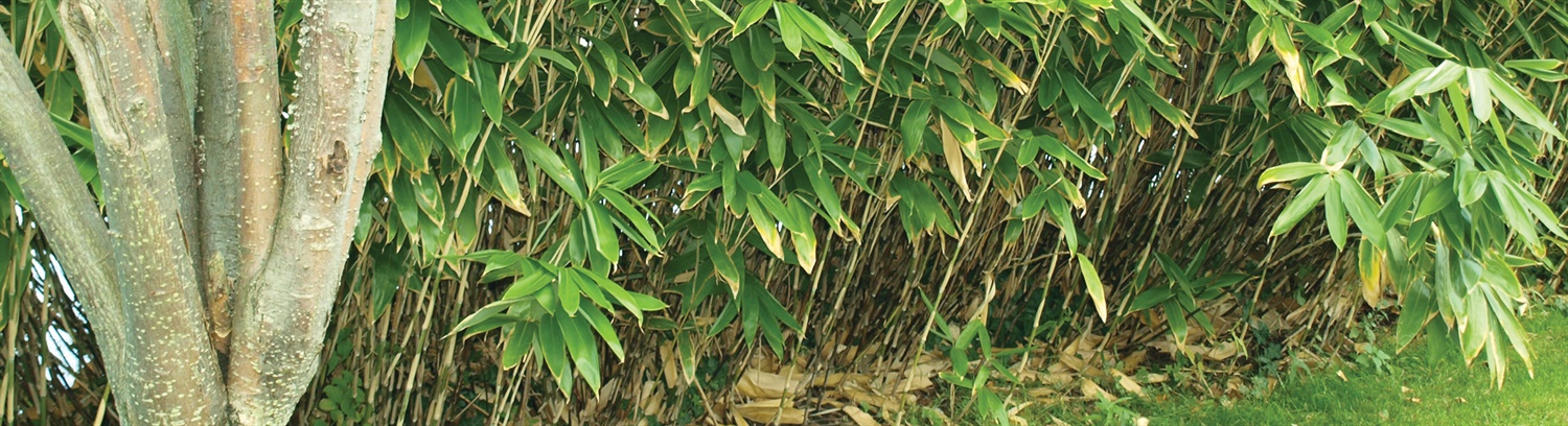 Bamboo (Bambusoideae) Banner - Property Care Association