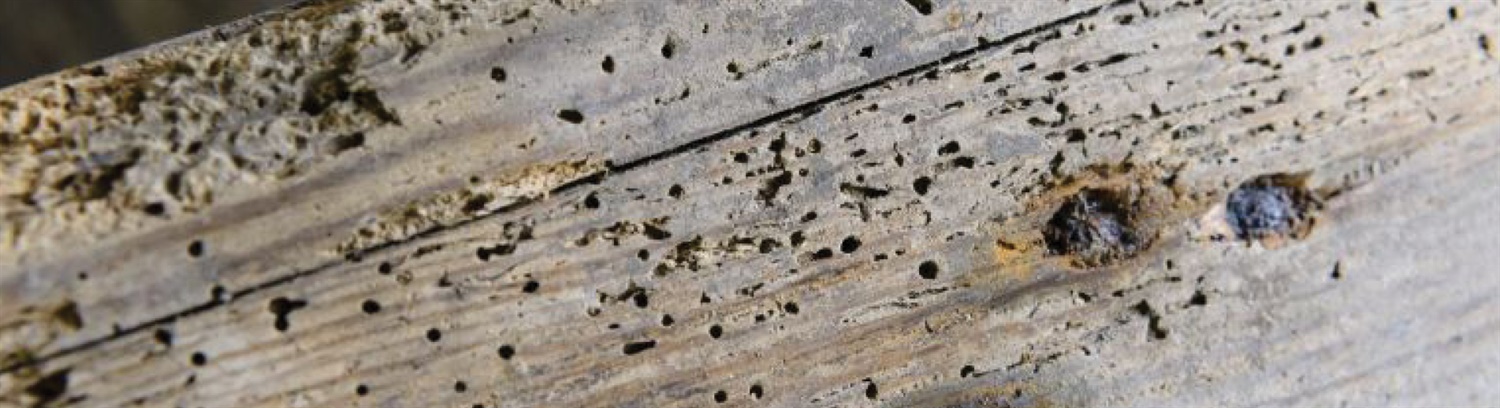 Treating Woodworm Banner - Property Care Association